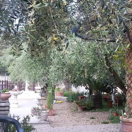 Dei Boi Seglia San Bernardo