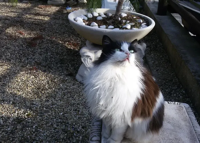 Dei Boi * Ventimiglia